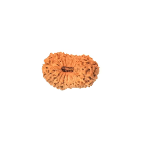 15 मुखी रुद्राक्ष पेंडेंट के साथ - 15 Mukhi Rudraksha With Silver Cap Pendant - With Lab Report