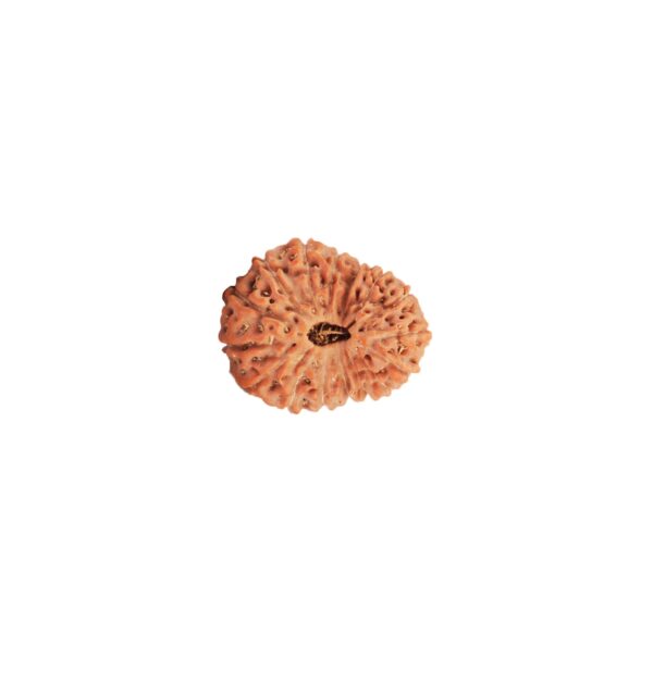 16 मुखी रुद्राक्ष पेंडेंट के साथ - 16 Mukhi Rudraksha With Silver Cap Pendant - With Lab Report