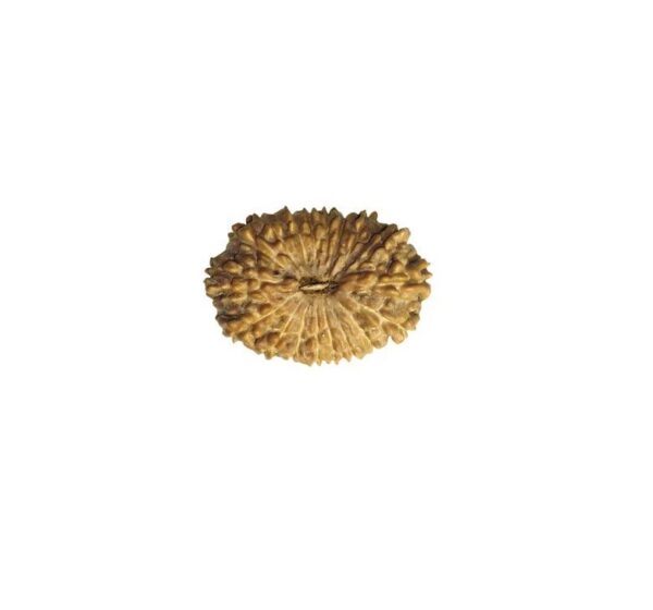 18 मुखी रुद्राक्ष पेंडेंट के साथ - 18 Mukhi Rudraksha With Silver Cap Pendant - With Lab Report