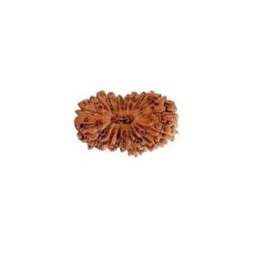 19 मुखी रुद्राक्ष पेंडेंट के साथ - 19 Mukhi Rudraksha With Silver Cap Pendant - With Lab Report