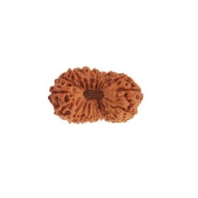 21 मुखी रुद्राक्ष - 21 Mukhi Natural Rudraksha with Lab Report